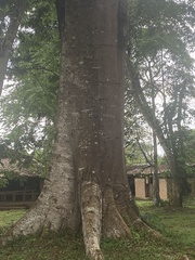 Piptadeniastrum africanum