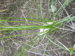 Ornithogalum flexuosum