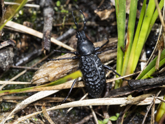 Talaurinus laevicollis