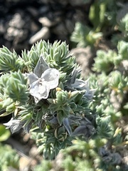 Crucianella maritima