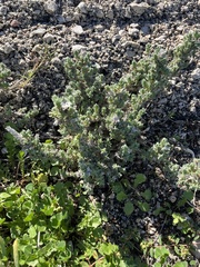 Crucianella maritima