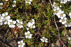 Leptospermum scoparium