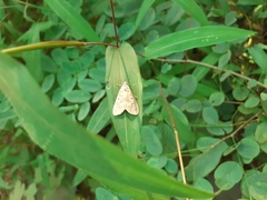 Sommeria marchalii