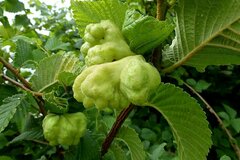 Eriosoma lanuginosum