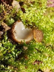 Humaria hemisphaerica