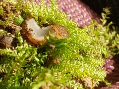 Humaria hemisphaerica