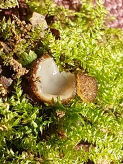 Humaria hemisphaerica