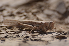 Schistocerca gregaria
