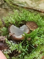 Humaria hemisphaerica