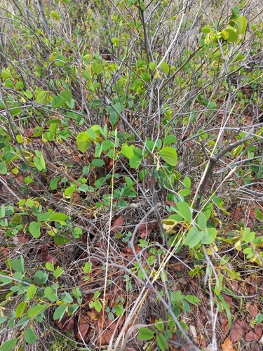 Image of Bauhinia galpinii by no rights reserved