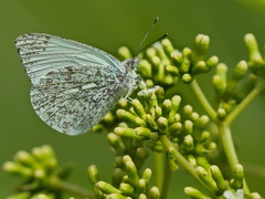 Dixeia charina