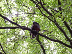 Nestor meridionalis septentrionalis