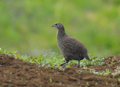 Margaroperdix madagarensis