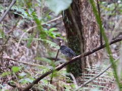 Petroica longipes