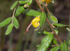 Grevillea chrysophaea