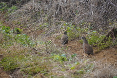 Margaroperdix madagarensis