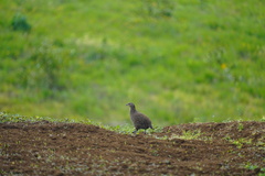 Margaroperdix madagarensis