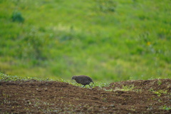 Margaroperdix madagarensis