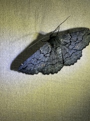 Melanodes anthracitaria