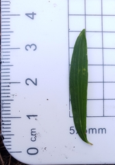 Platysace lanceolata