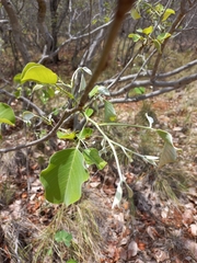 Pterocarpus rotundifolius