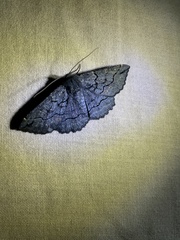 Melanodes anthracitaria