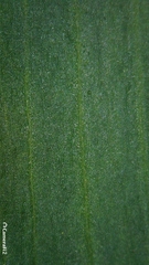 Platysace lanceolata