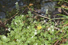 Myosotis forsteri