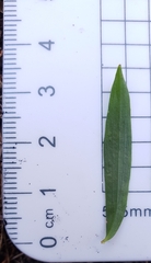 Platysace lanceolata