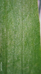 Platysace lanceolata
