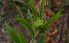 Platysace lanceolata