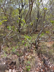 Pterocarpus rotundifolius