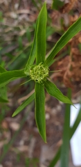 Platysace lanceolata