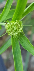 Platysace lanceolata