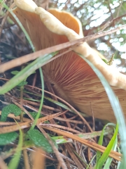 Tapinella panuoides