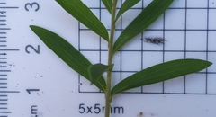 Platysace lanceolata