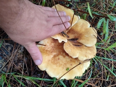Tapinella panuoides