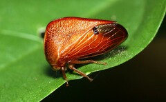 Cymbomorpha convexa