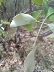 Pterocarpus rotundifolius