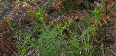 Platysace lanceolata