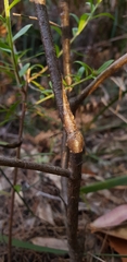 Platysace lanceolata