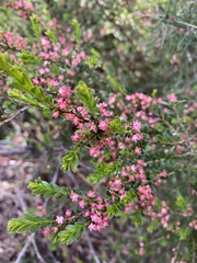 Micromyrtus ciliata