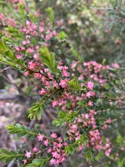 Micromyrtus ciliata