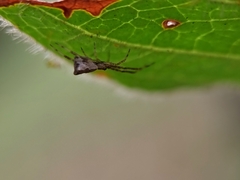 Episinus angulatus