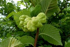 Eriosoma lanuginosum