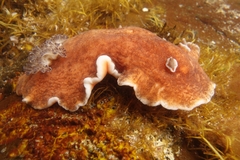 Platydoris cinereobranchiata