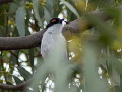 Melithreptus lunatus
