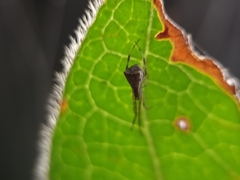 Episinus angulatus