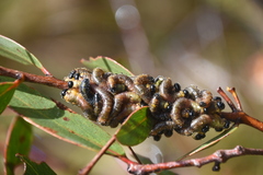 Perga affinis