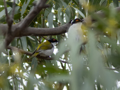 Melithreptus lunatus